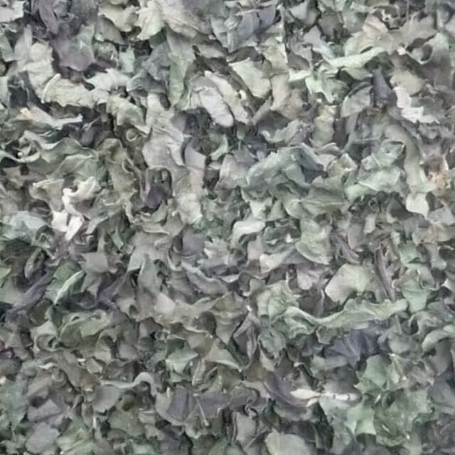Bitter Leaf Powder - Vernonia amygdalina 10 lb
