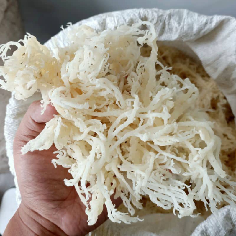 Sea Moss Powder ( Eucheuma Spinosum) 48 lbs