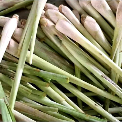 Lemon Grass - Cymbopogon Citratus - 10 lb