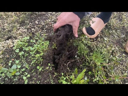 Purwaceng Powder (Pimpinella Pruatjan) 10 lb